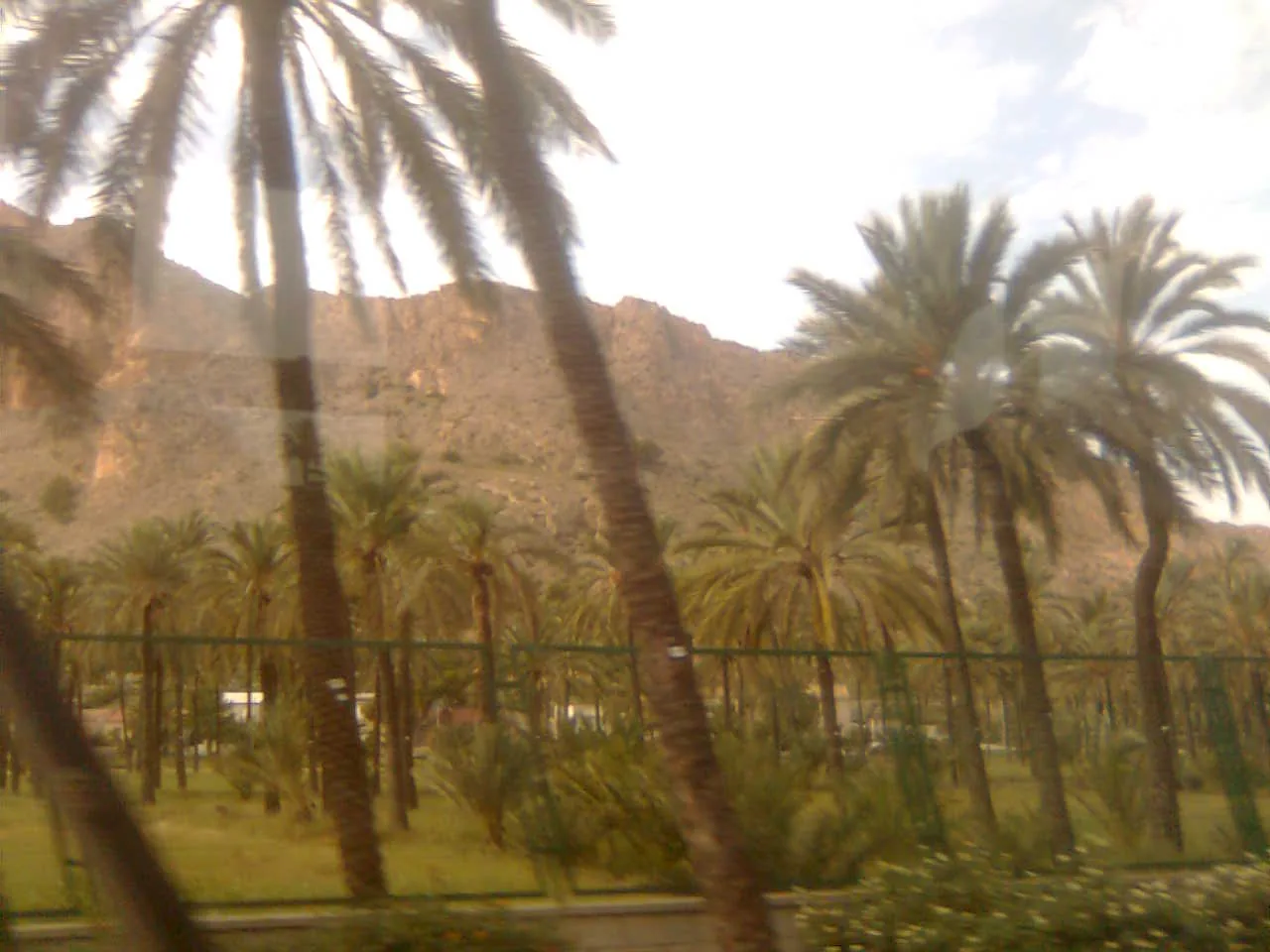 Palmeral de San Antón